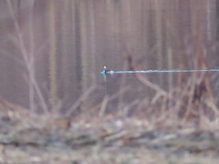 Podiceps auritus