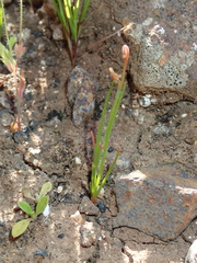 Asphodelus tenuifolius