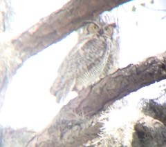 Bubo virginianus virginianus