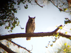 Bubo virginianus virginianus