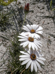Dimorphotheca nudicaulis