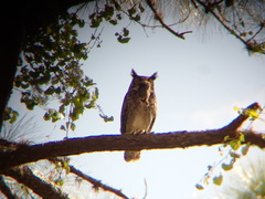 Bubo virginianus virginianus