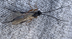 Earinus limitaris