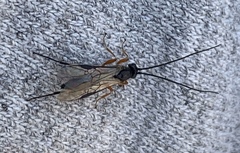 Earinus limitaris