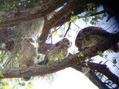 Bubo virginianus virginianus