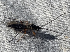 Earinus limitaris