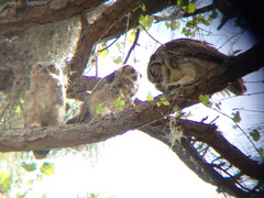 Bubo virginianus virginianus