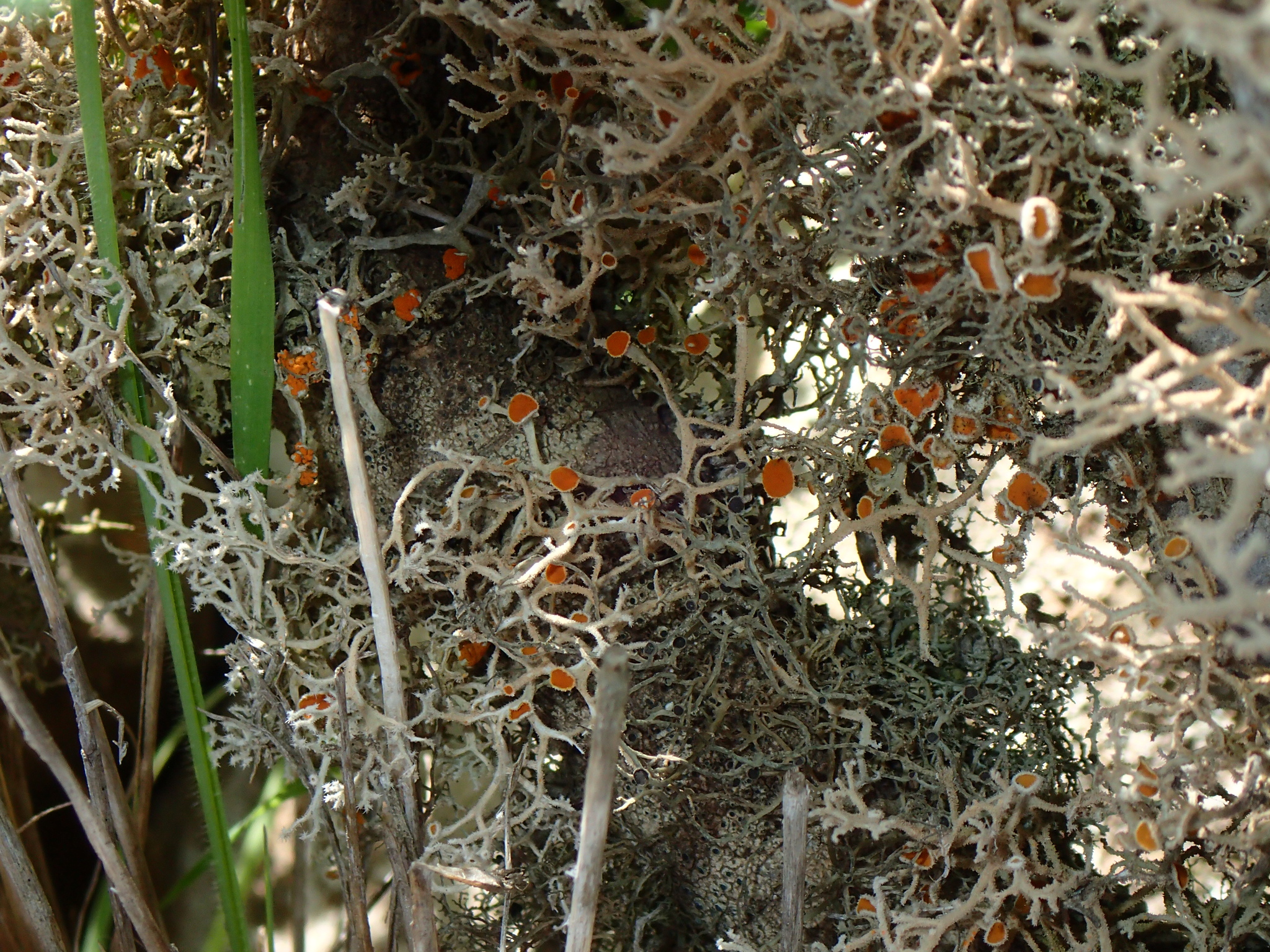 Seirophora villosa