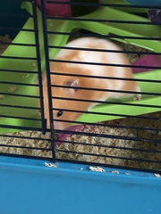 Mesocricetus auratus