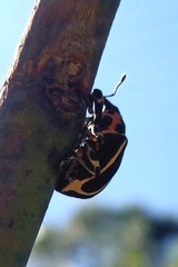 Neodiplogrammus quadrivittatus