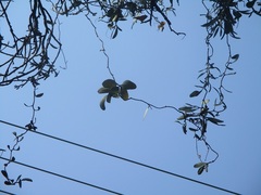 Struthanthus interruptus