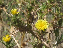 Scolymus