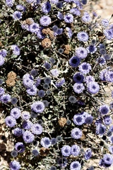Globularia arabica