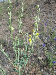Linaria genistifolia