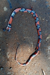 Oxyrhopus guibei