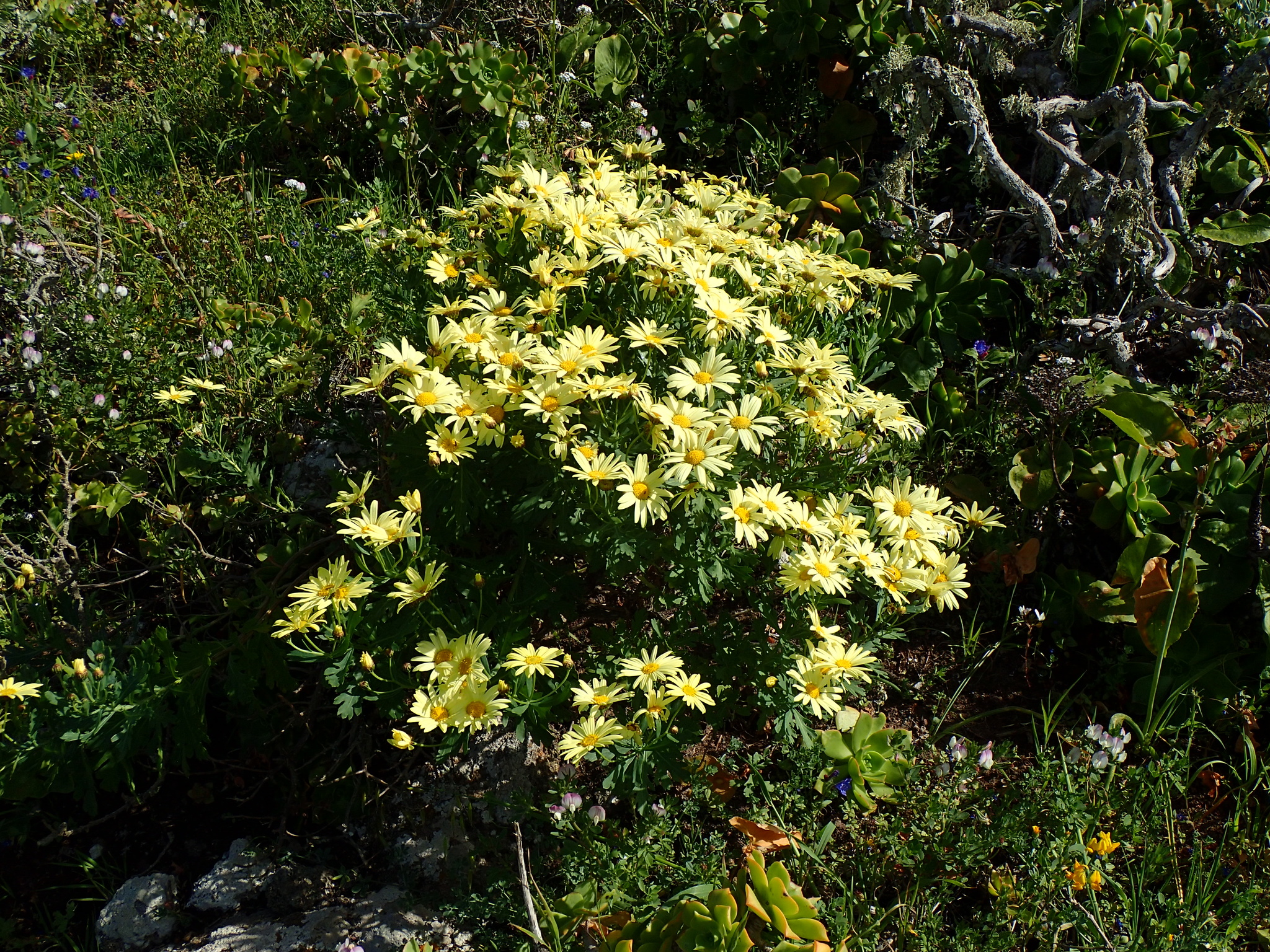 Margarita de Famara