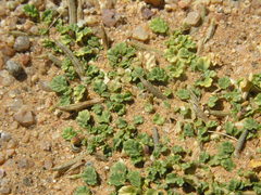 Corchorus depressus image