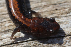 Plethodon cinereus