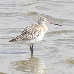 Limosa lapponica