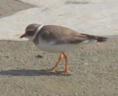 Charadrius hiaticula