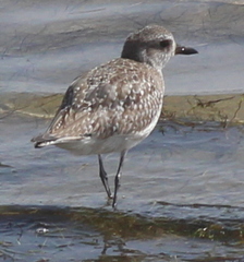 Pluvialis squatarola