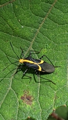 Hypselonotus linea