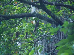 Philemon subcorniculatus