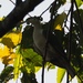 Seram Imperial Pigeon - Photo (c) congonaturalist, some rights reserved (CC BY-NC), uploaded by congonaturalist