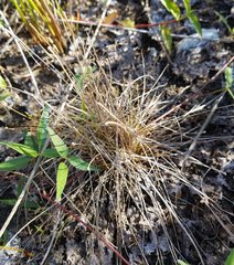Eleocharis geniculata