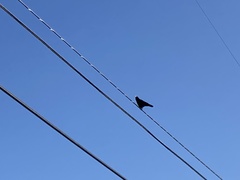 Corvus brachyrhynchos
