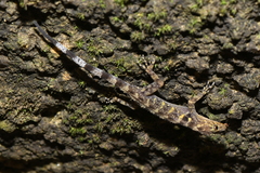 Cnemaspis affinis