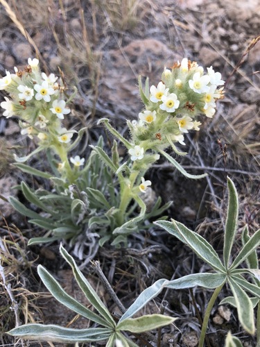 Malheur cryptantha (Cryptantha propria)