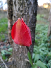 Tulipa agenensis
