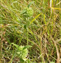 Leucas martinicensis