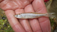 Cyprinella spiloptera