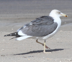 Larus fuscus