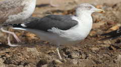 Larus fuscus
