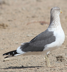 Larus fuscus