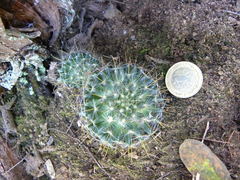 Mammillaria aurihamata