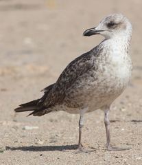 Larus fuscus