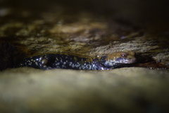Plethodon petraeus