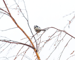 Cyanistes caeruleus × cyanus