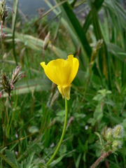 Ranunculus velutinus