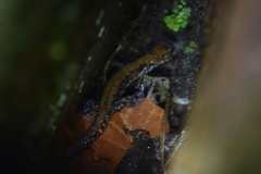 Plethodon petraeus