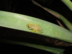 Phyllodytes luteolus