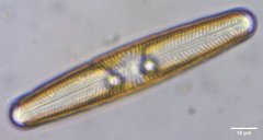 Navicula oblonga