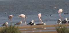 Phoenicopterus roseus