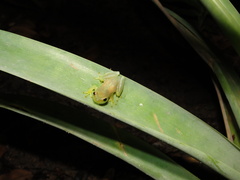 Phyllodytes luteolus