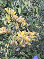 Ulex europaeus