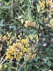 Ulex europaeus